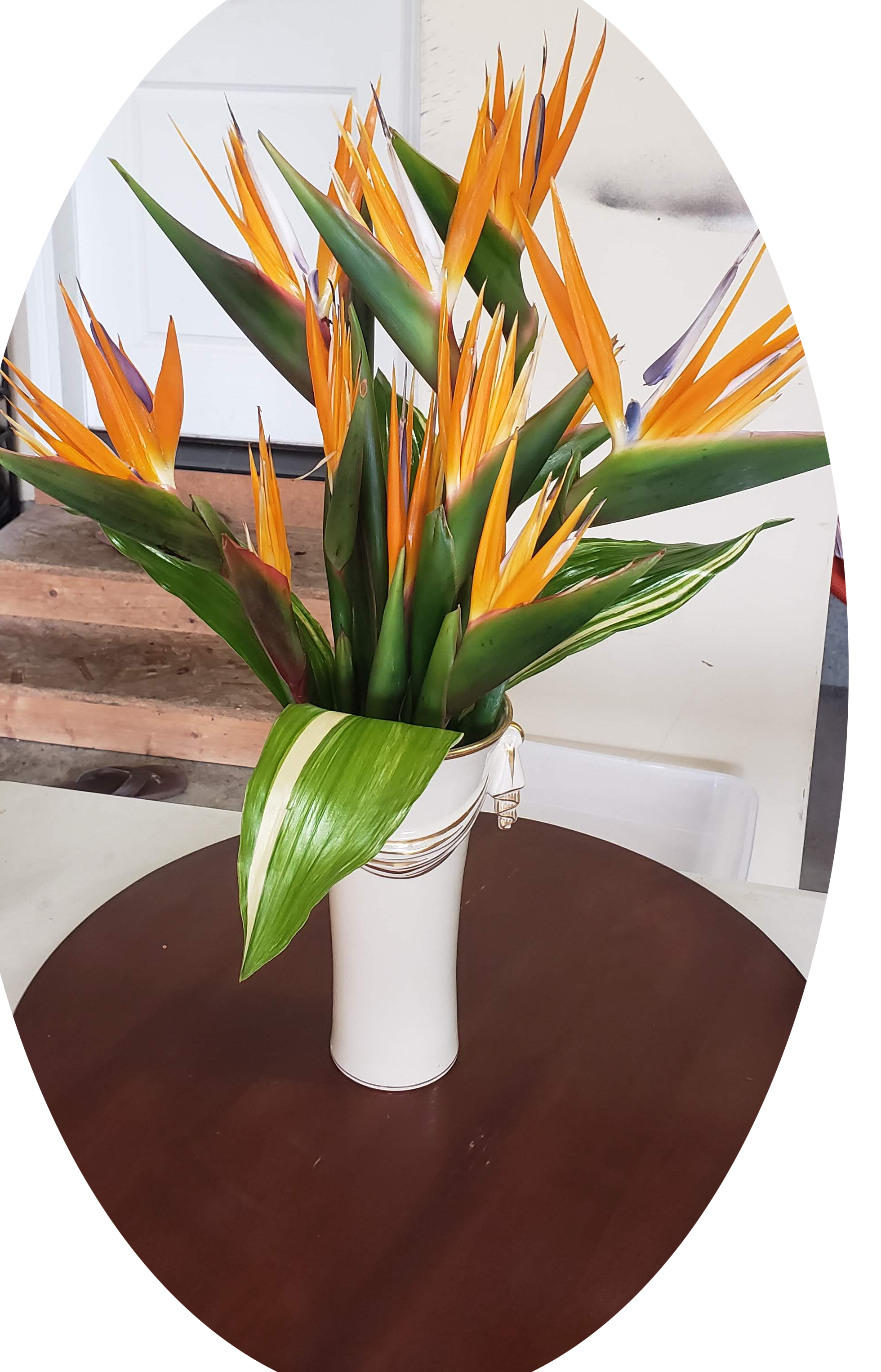 Bird of Paradise & Aspidistra